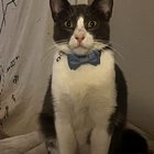 Homeless in 2 days and I have a cat