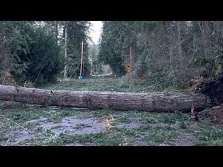 Tiger Mountain post Bomb Cyclone