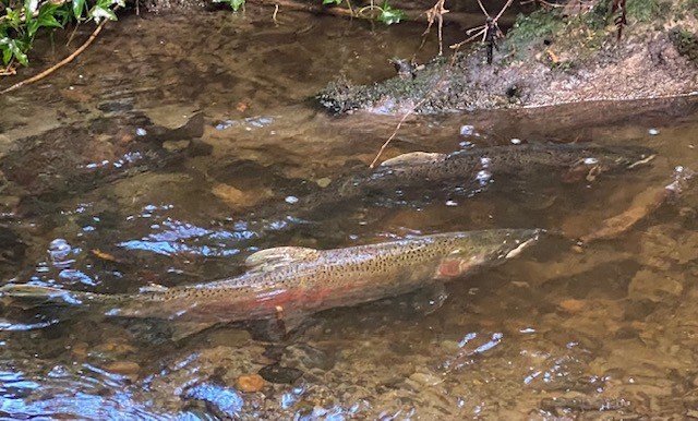 Surprise second wave of salmon spawners breaks Fauntleroy Creek record