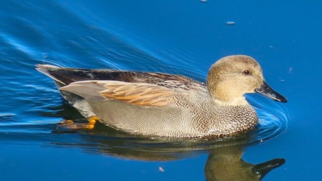 Here’s what’s up for your pre-holiday West Seattle Wednesday