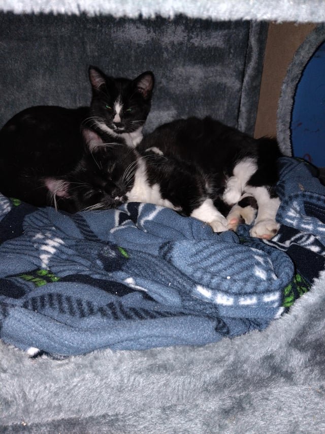 ABANDONED KITTIES RESCUED!