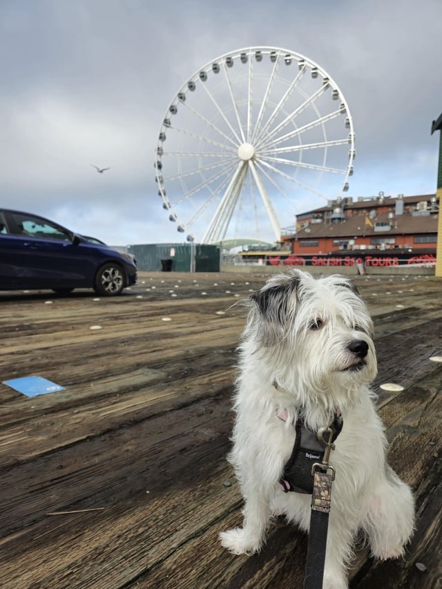 Her first time at the big wheel waiting for the ferry