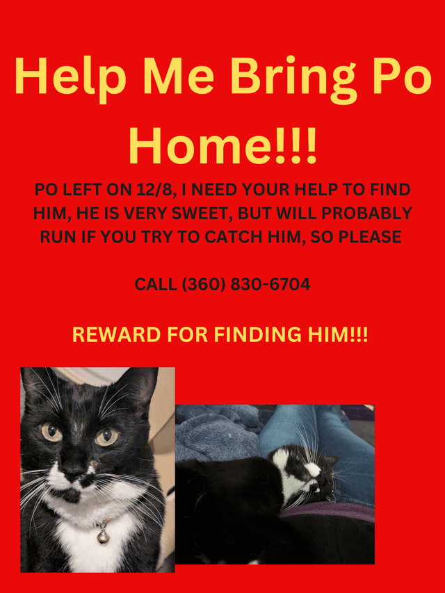 MISSING TUXEDO CAT LAST SEEN 23RD AND S JACKSON