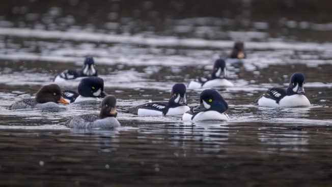 WEST SEATTLE BIRDS: 7 new views!