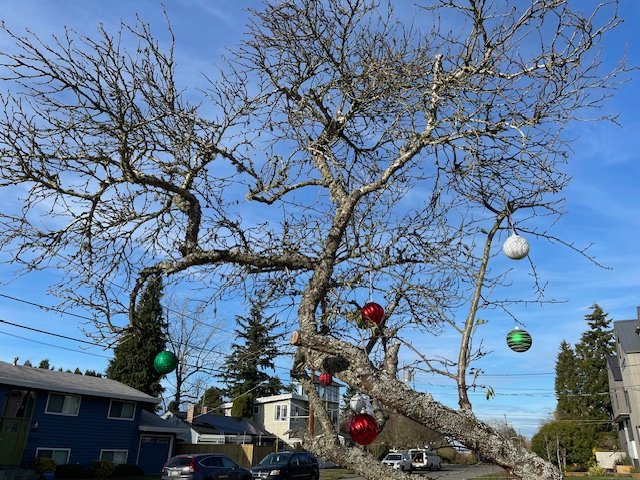 12 possibilities for your West Seattle Monday