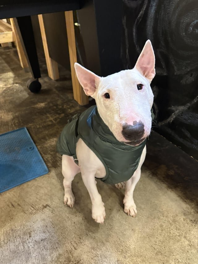 Bull terrier owners (possible meet up)