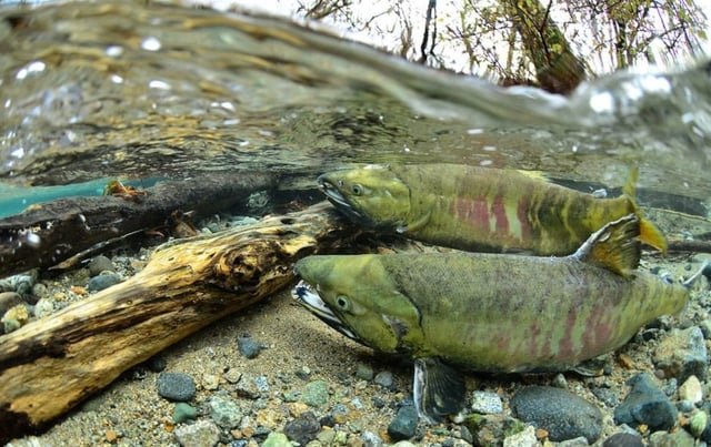 Record-breaking salmon run at Carkeek Park’s Piper’s Creek