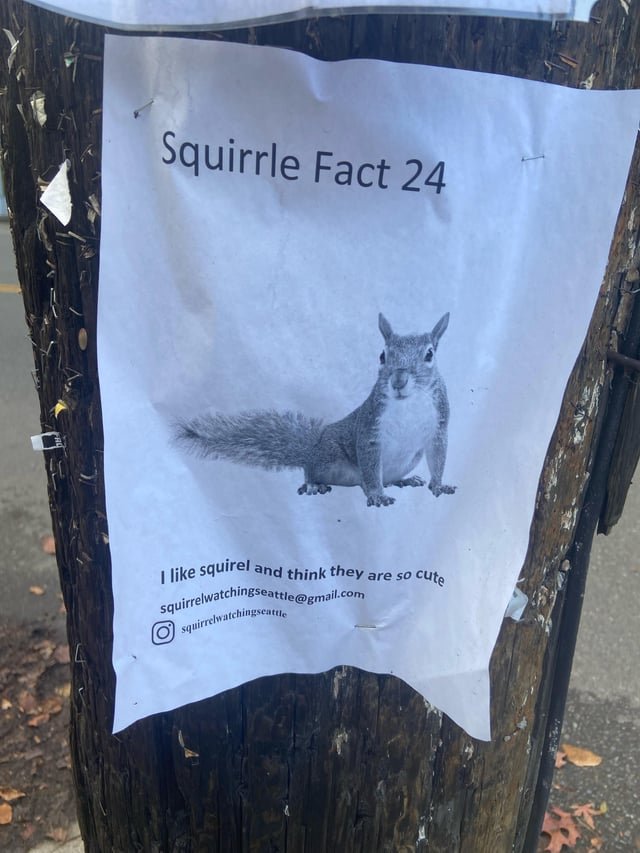 Look like Greenlake subscribed to Cool Squirrle Facts