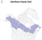 Northern Hawk Owl vs Great Horned Owl ID ?