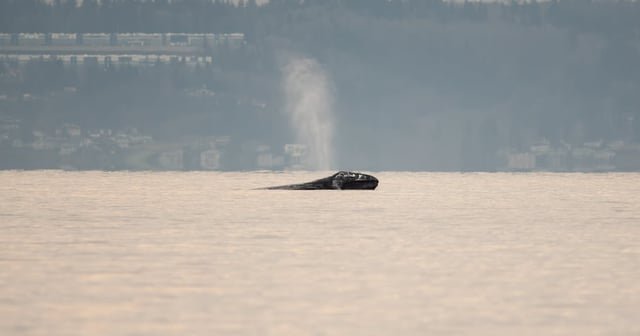 Gray whale returns early to Puget Sound for fifth consecutive year