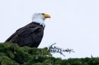 Our Friendly Neighborhood Eagle