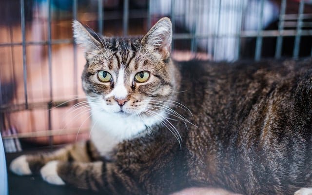 Rescue Shelter Cats Flown in from California to Seattle Humane Already Complaining About the Mexican Food