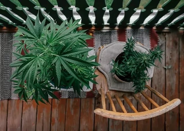 Another year, another legislative push to legalize homegrown cannabis in Washington