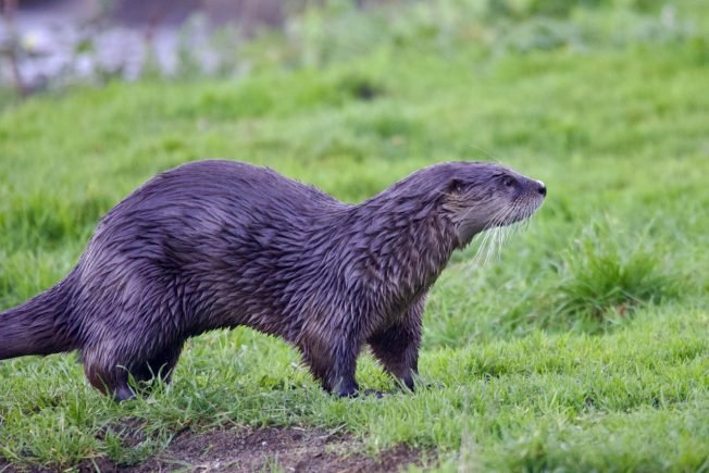 WEST SEATTLE SUNDAY: 10 events!