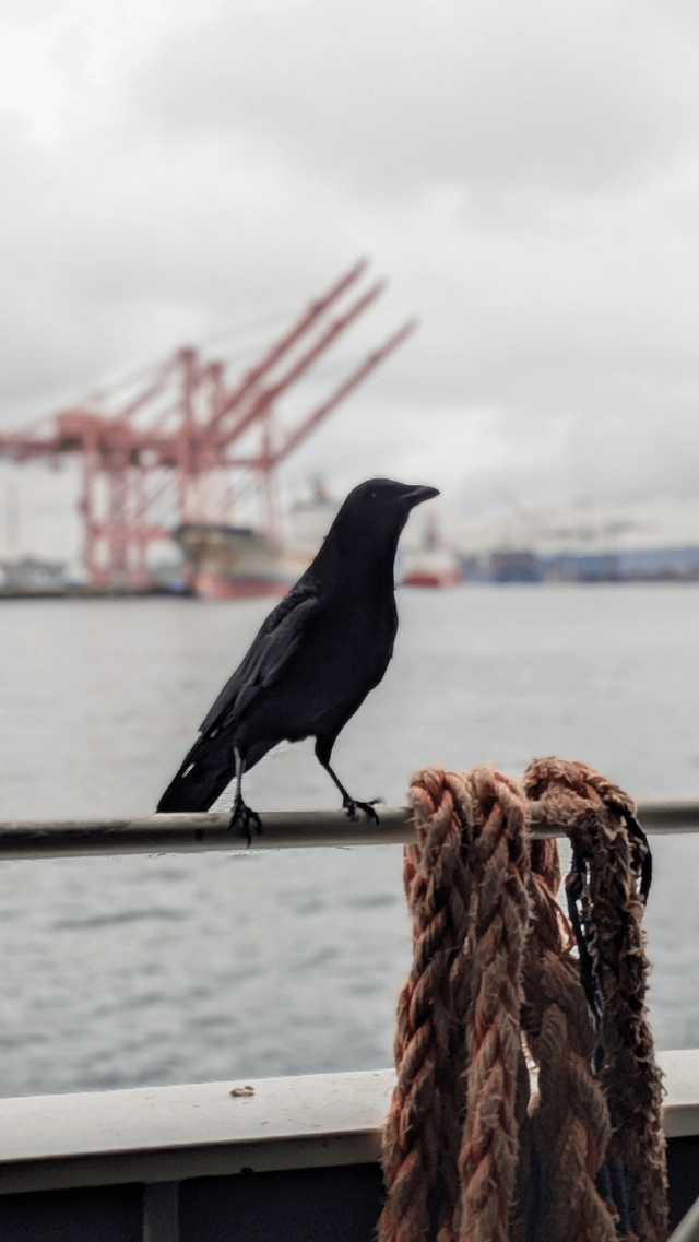 Crow on the ferry to Bainbridge