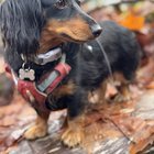 Lost mini dachshund! HELP