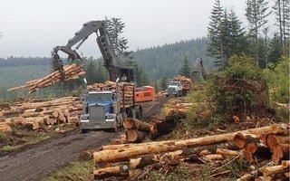 New WA lands commissioner orders pause on logging sales for some older forests