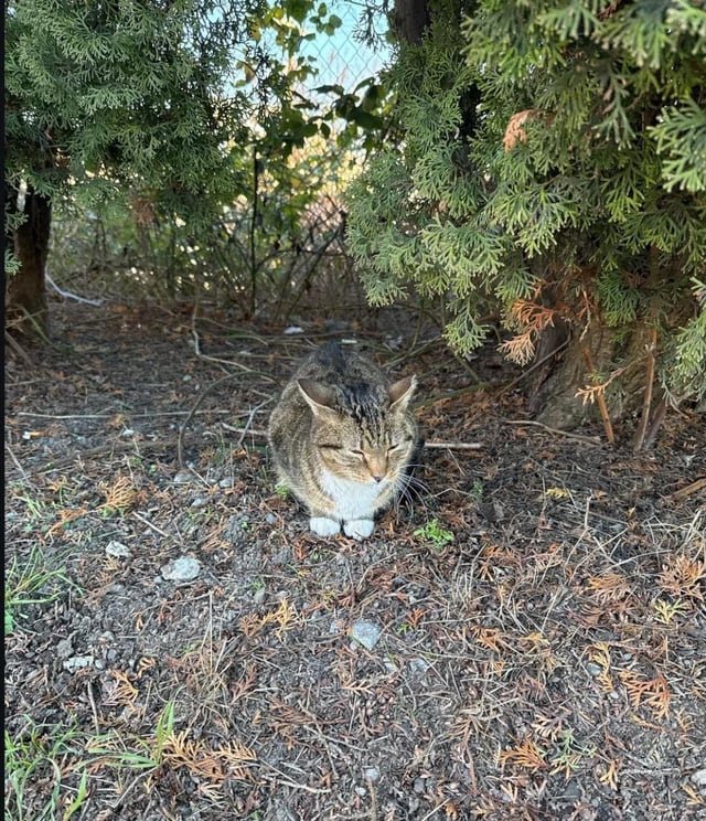 Found Cat in Ballard