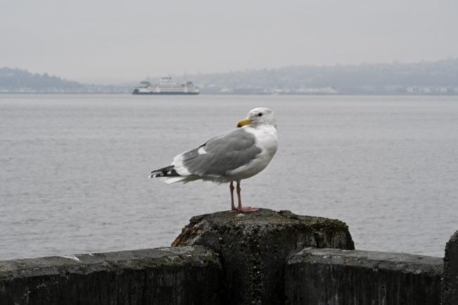 WEST SEATTLE SATURDAY: 23 possibilities!