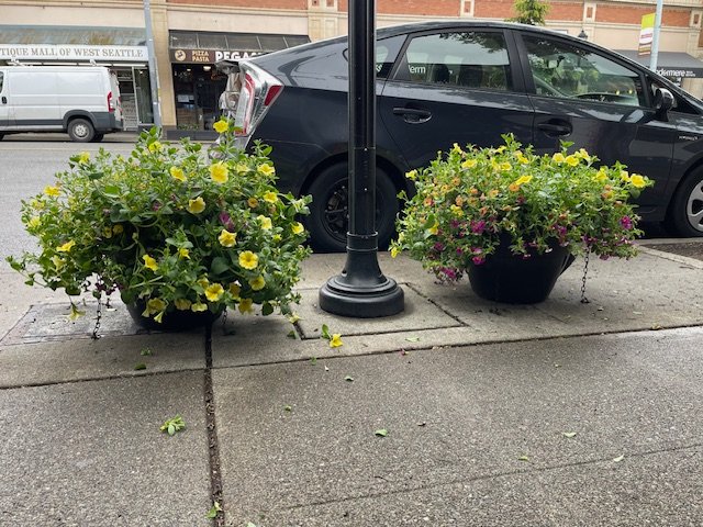 THINK SPRING! West Seattle Junction’s annual flower-basket adoption opportunity