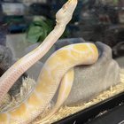 Lynnwood Petco – Reptile Keepers