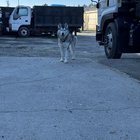 Dog Found in Ballard