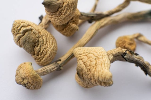 WA: Bipartisan Coalition of 20 Lawmakers File House Bill to Legalize Psilocybin for Therapeutic Use, Senate Bill Already Filed