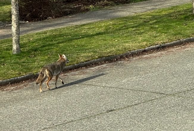 WEST SEATTLE COYOTES: Noontime sighting