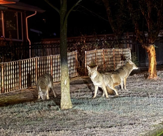 WEST SEATTLE COYOTES: Gatewood group