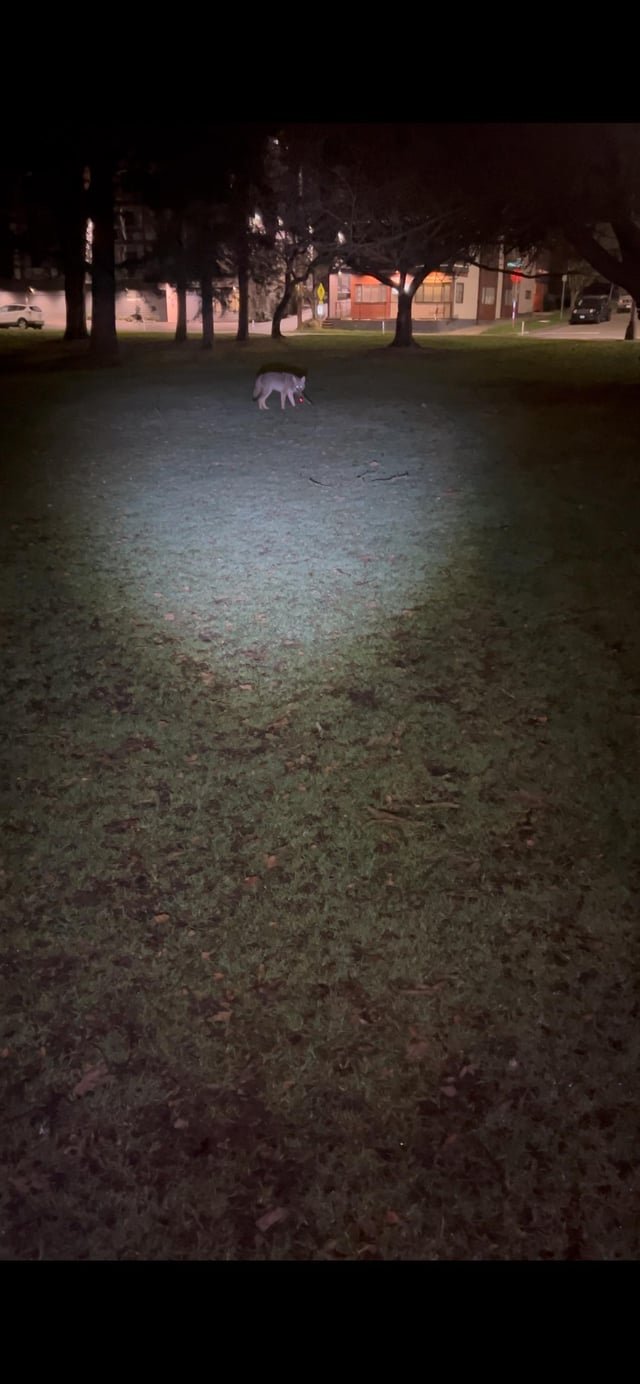 Coyote in Green Lake