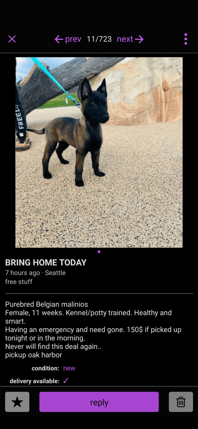 Anyone missing an 11 week old female Malinois? Suspicious Craigslist post