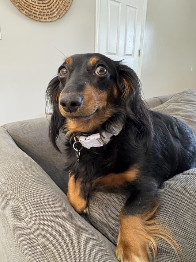 Missing black/brown dachshund in CD