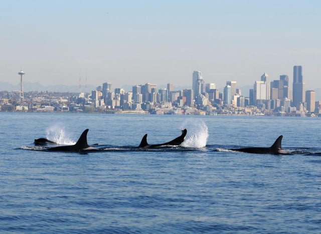 Will I see Orcas if I take a whale watch out of Seattle in May?