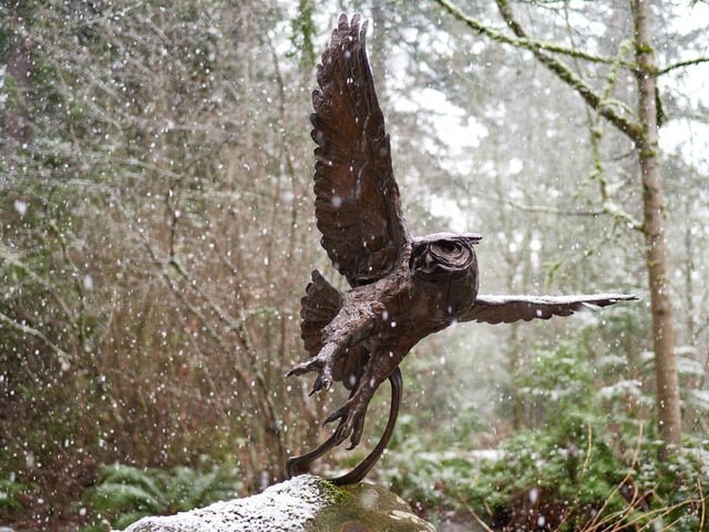 Owl’s Glare in the Snow
