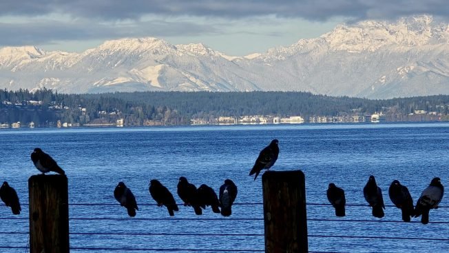 WSHS Lunar New Year, comedy competition, theater, music, more for your West Seattle Friday