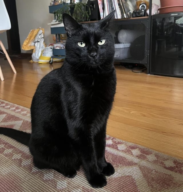 Missing my lost cat rn😭