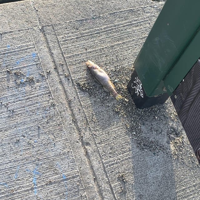 i saw a dead fish at the bus stop