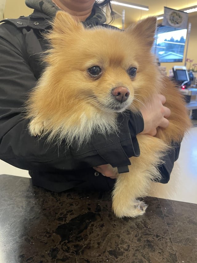 Dog found in by Magnolia Met Market