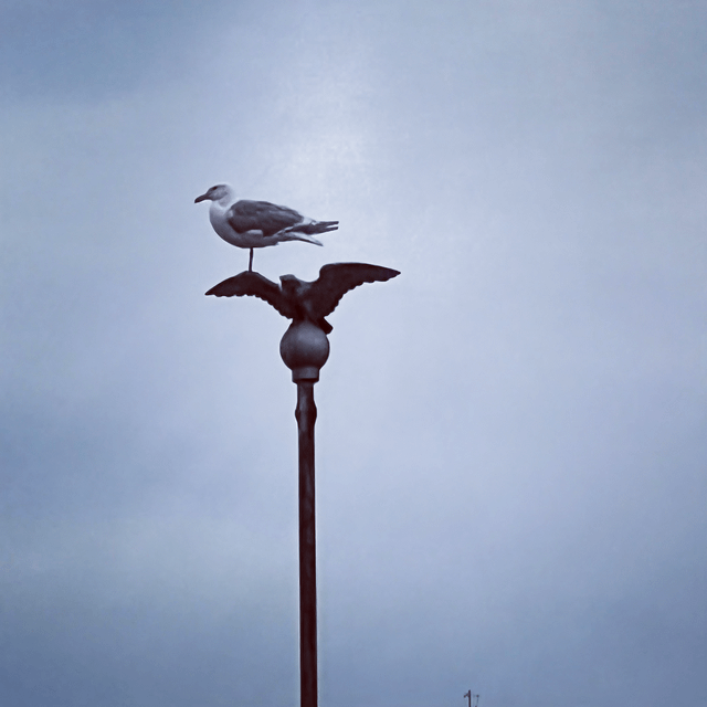 Seagull on Eagle