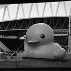 Giant Duck on expired 35mm Film