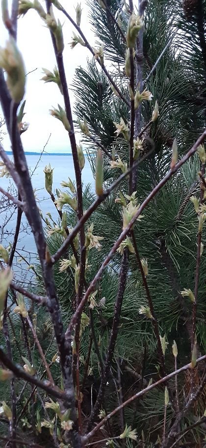 WEST SEATTLE SUNDAY: 18 things to do