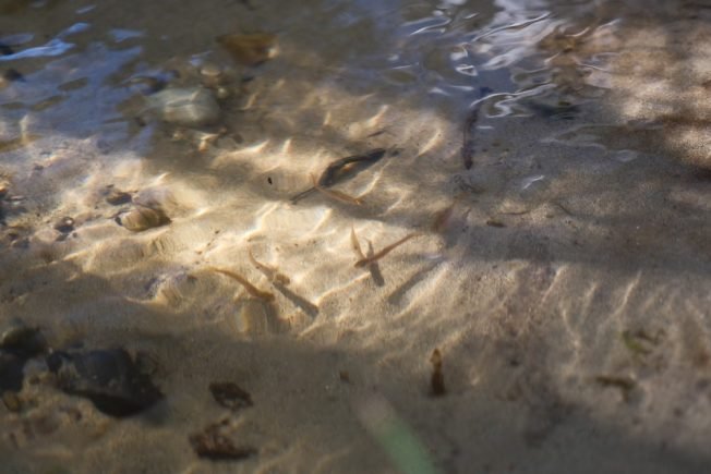 Signs of spring already, in and along Fauntleroy Creek