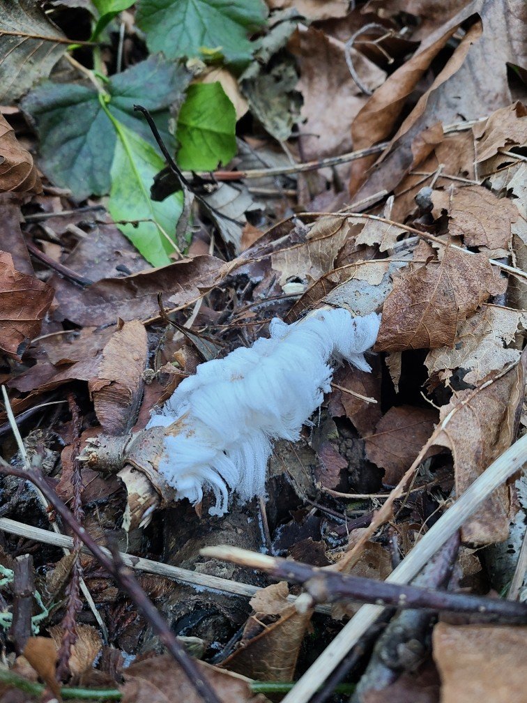 Free workshop for work-from-home life/love partners, Valentine’s vinyl, more for your West Seattle Valentine’s Day Friday