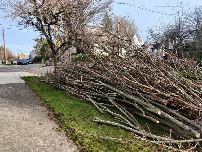 READER REPORT: Post-windstorm hero