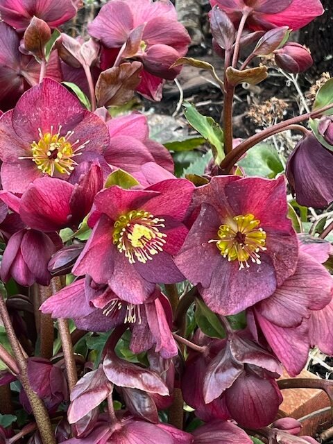 WEST SEATTLE SATURDAY: 30 possibilities