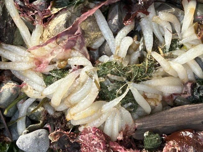 From history to health to ukuleles to basketball playoffs, here’s what’s up for your West Seattle Tuesday