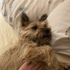 Missing Dog: Ballard/Fremont