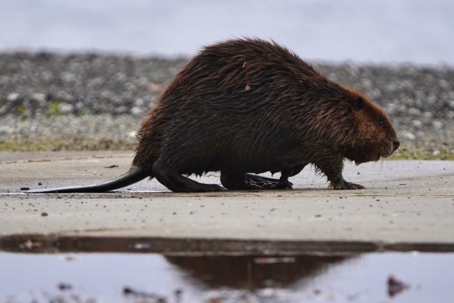 Log House Museum’s educator event, preschools’ parent-power talk, more for your West Seattle Thursday