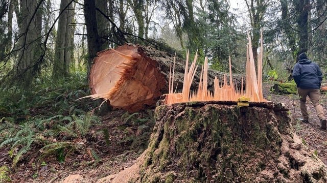 Vandal destroys centuries-old trees along WA trail