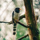 Afternoon at the Zoo